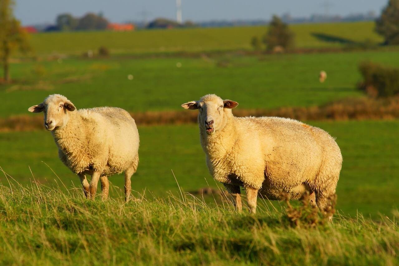 Ferienhaus Nordseemupfel Ostfriesland Bildergalerie